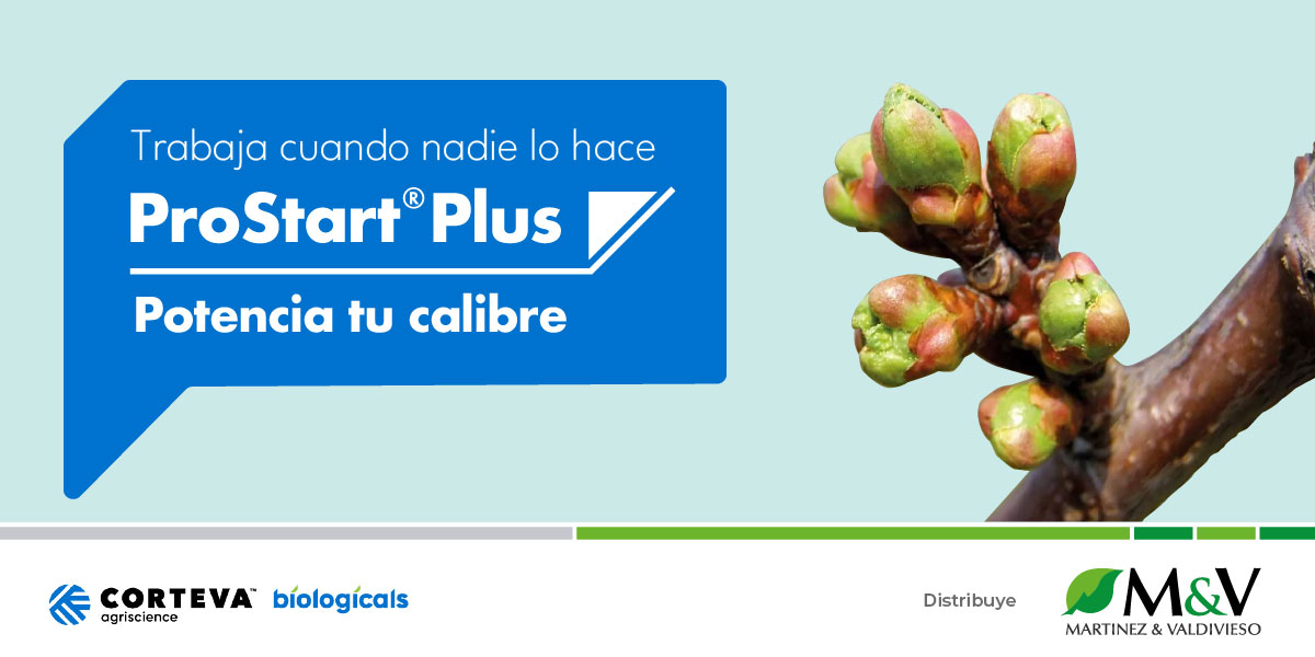 BANNER-SMARTCHERRY
