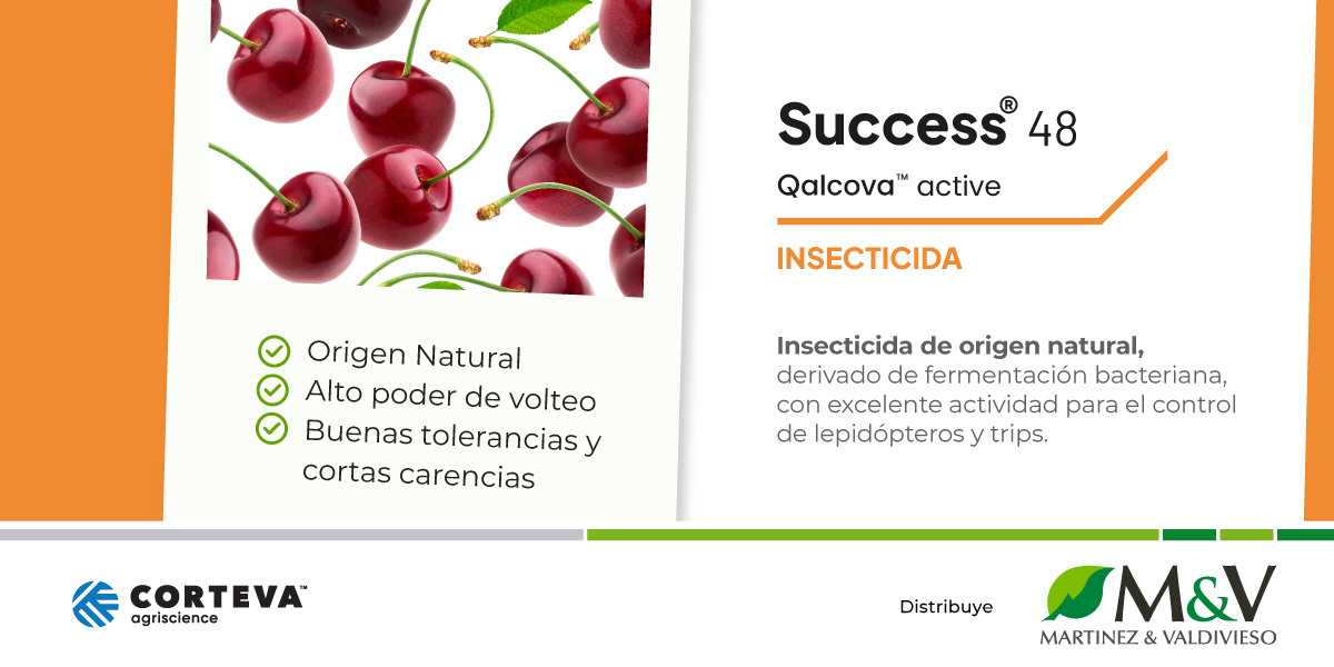 Banner Smart Cherries - Success 1