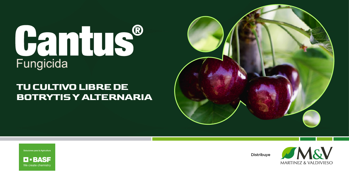 Cantus 2