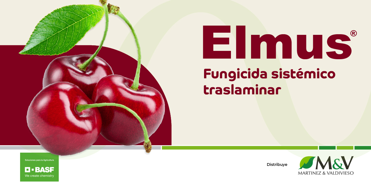 Elmus 6