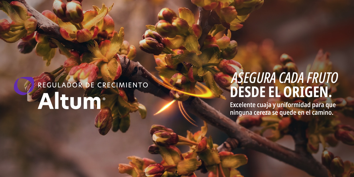 KV Altum_Banner noticia