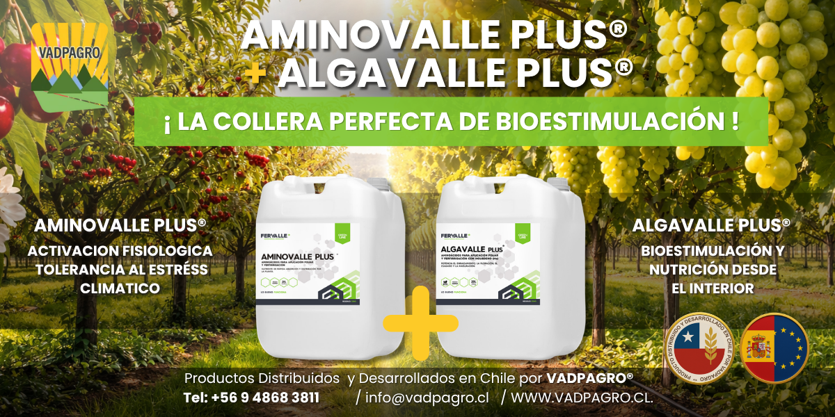 COLLERA BIOESTIMULACION