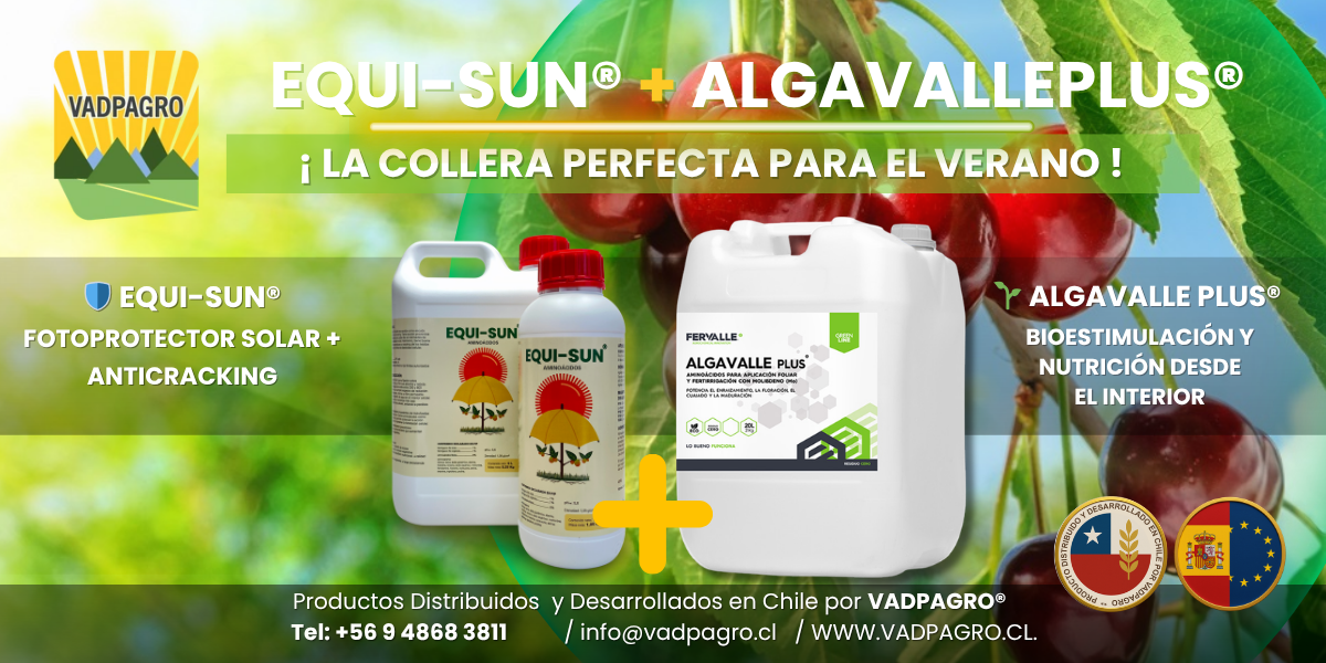 COLLERA PARA EL VERANO