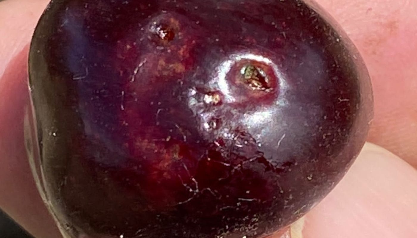 Ojo Con La Drosophila Smartcherry ojo-con-la-drosophila-smartcherry
