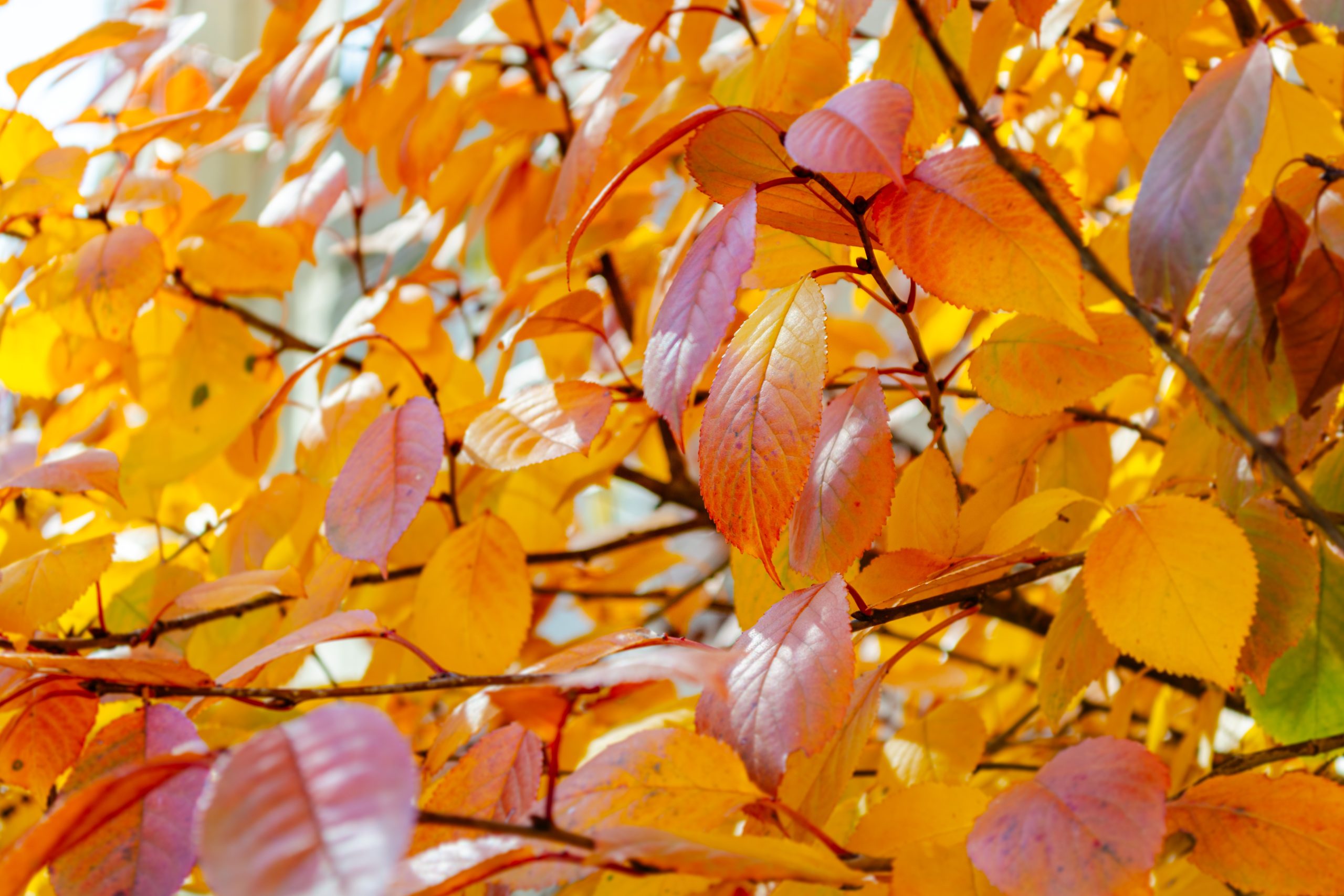 Sun,Light,On,Beautiful,Yellow-orange,Foliage.,Autumn,Background.,Cherry,Leaves