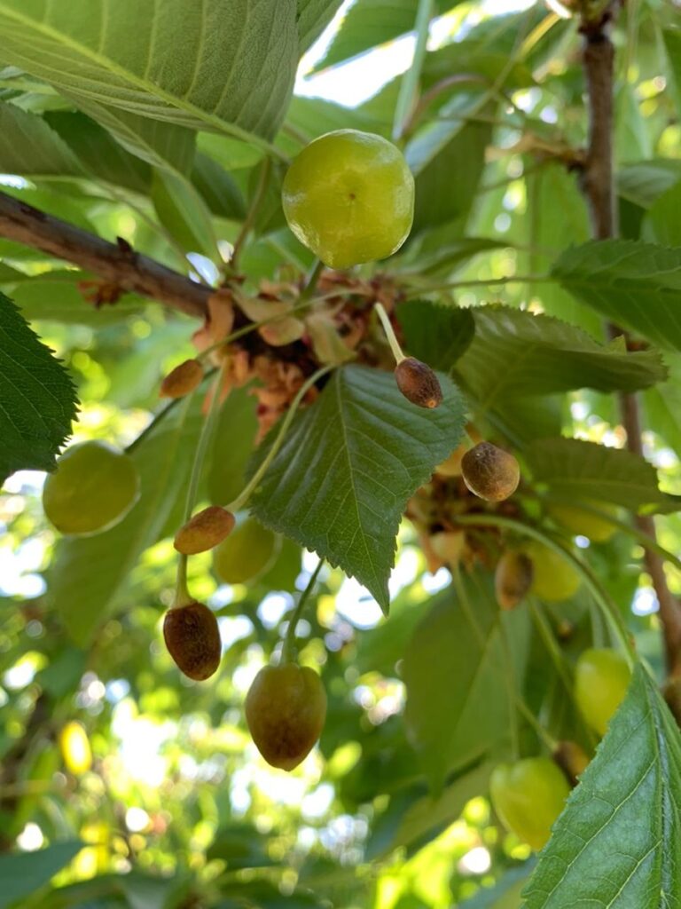 Cerezas