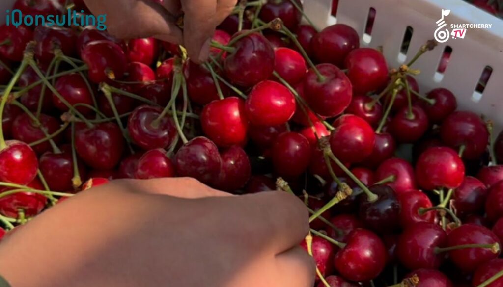 Cerezas_informe iQonsulting