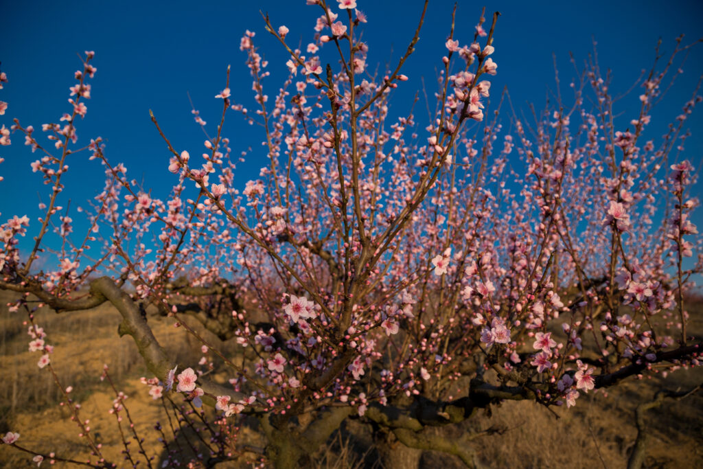 Blossom tree over nature background. Spring flowers