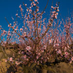 Blossom tree over nature background. Spring flowers. Spring Background