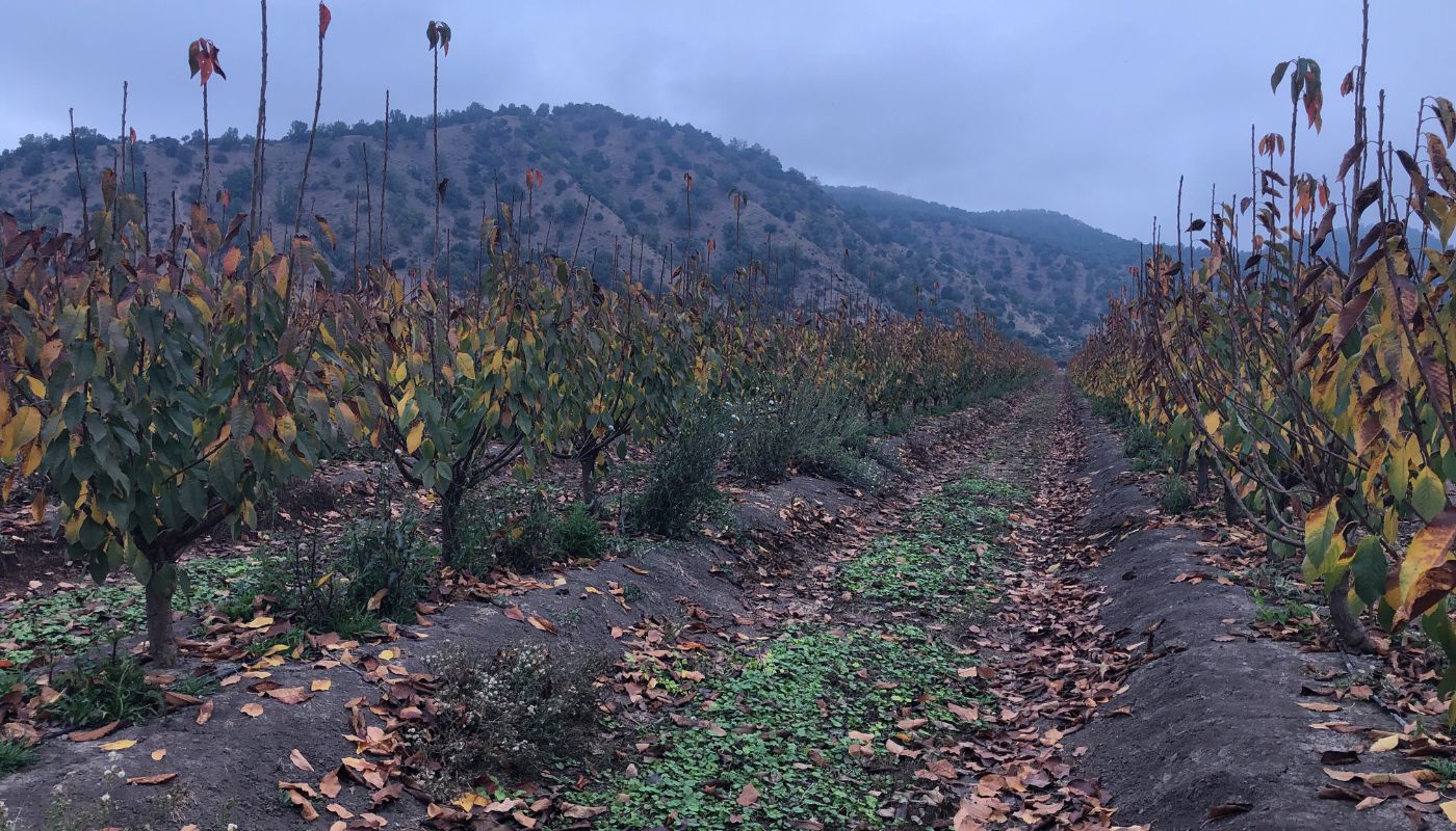 ¿Por qué es tan importante la acumulación de horas frío en los huertos ...