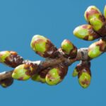Cereza en desarrollo