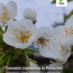 FloracionCerezos_01