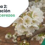 la-floracion-de-tus-cerezos