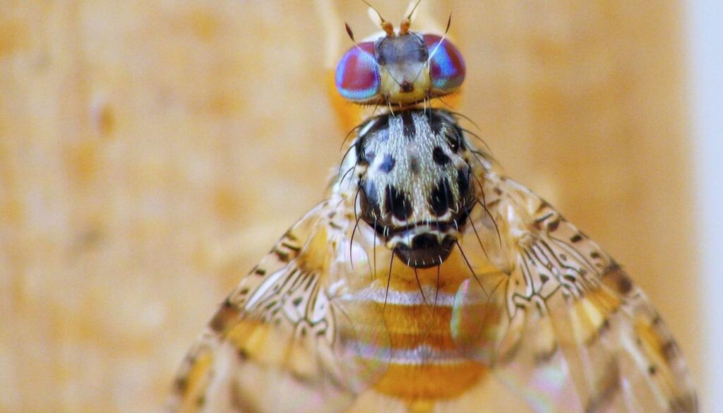 Ceratitis capitata
