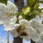 Cerezo_abejas