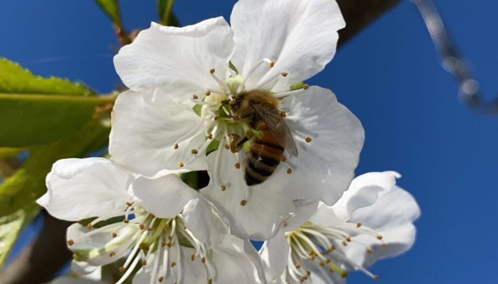 Vuelo abejas