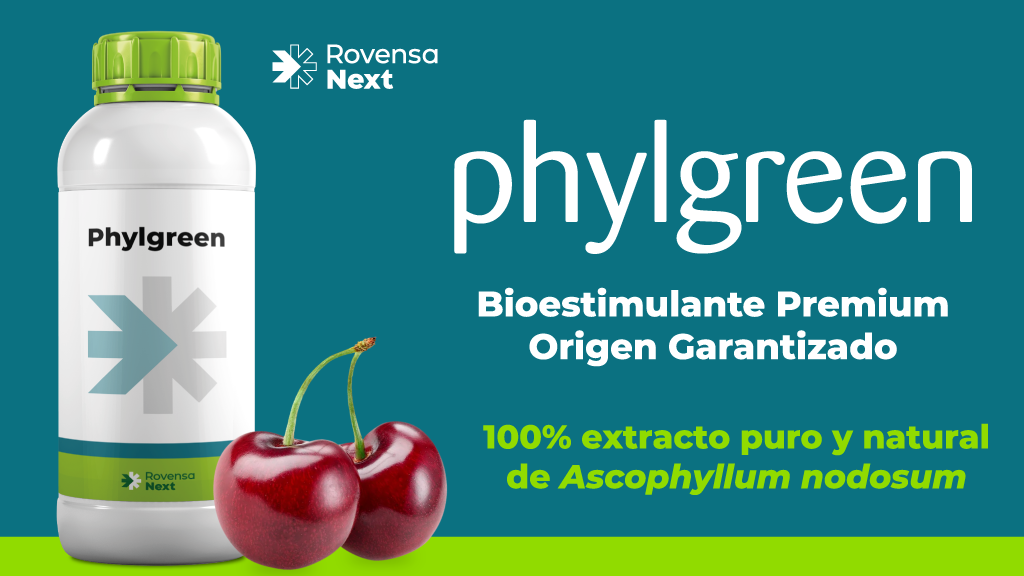 banner-nota-smartcherry-phylgreen