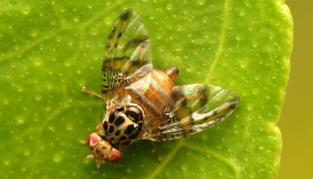 mosca fruta (2)