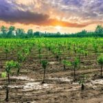 Agricultura regenerativa 2