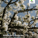 BrotacionFloracion_01