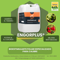 ENGORPLUS
