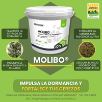 MOLIBO