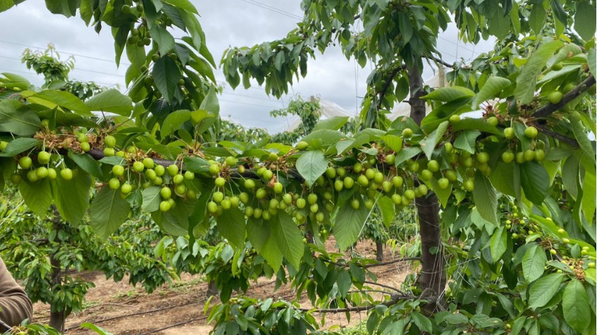 Raleo frutos