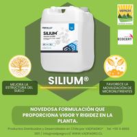 SILLIUM