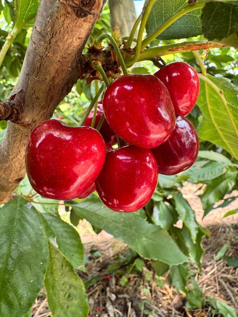 WhatsApp Image 2025-10-09 at 18.58