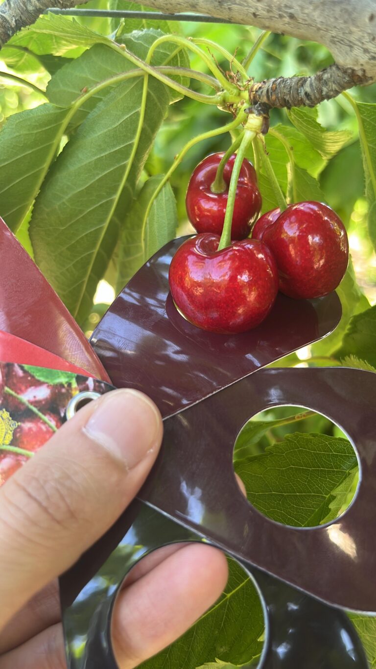 WhatsApp Image 2025-10-24 at 08.30