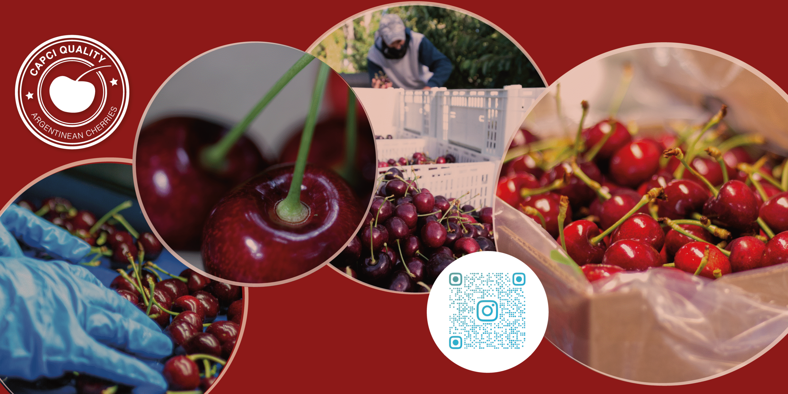 banners micrositio 2