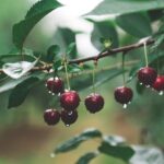 ripe-sour-cherries-hanging-from-a-cherry-tree-bran-2025-10-14-04-42-01-utc