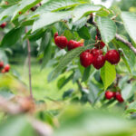Cherry tree with ripe cherries in the garden