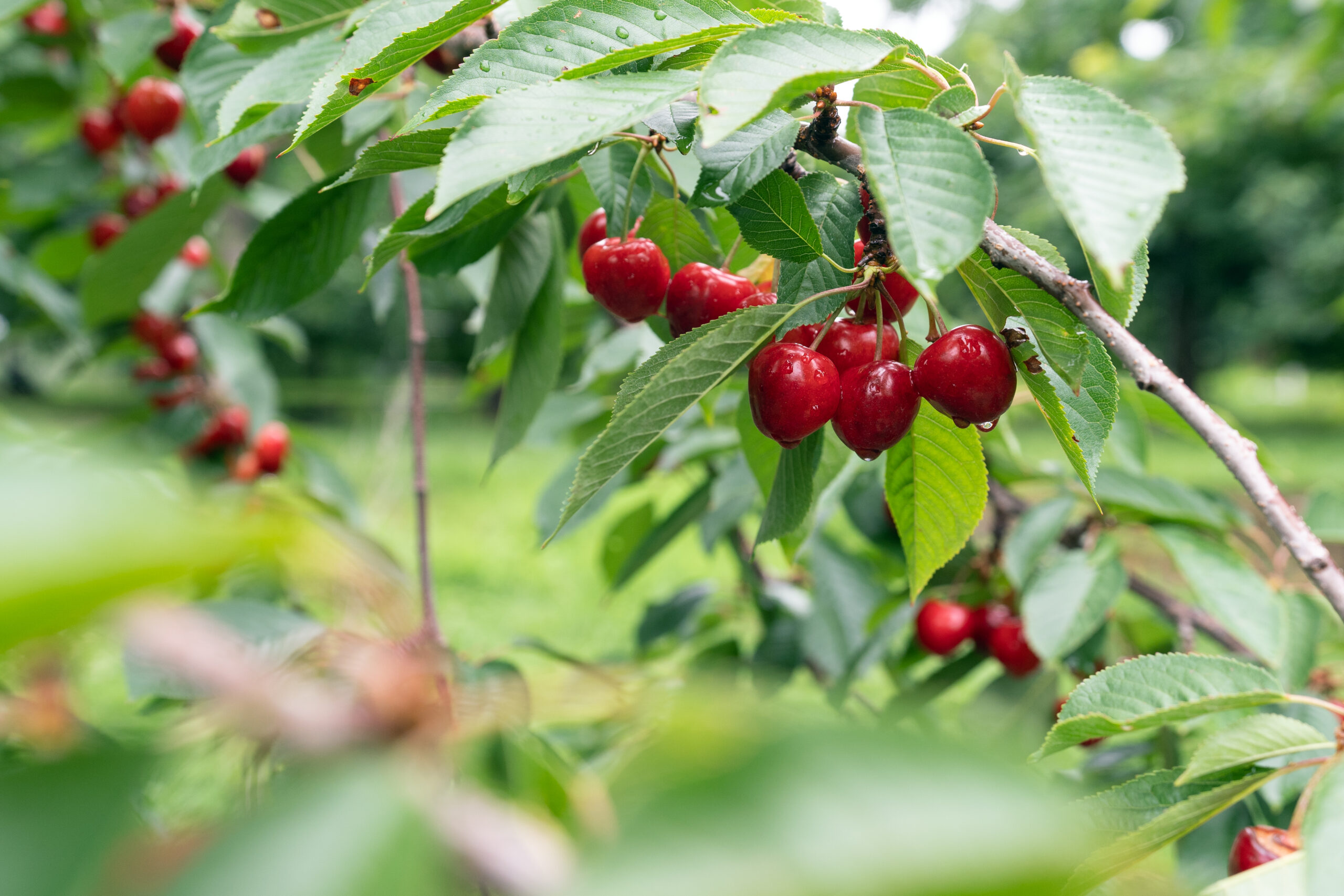 Cherry tree with ripe cherries in the garden