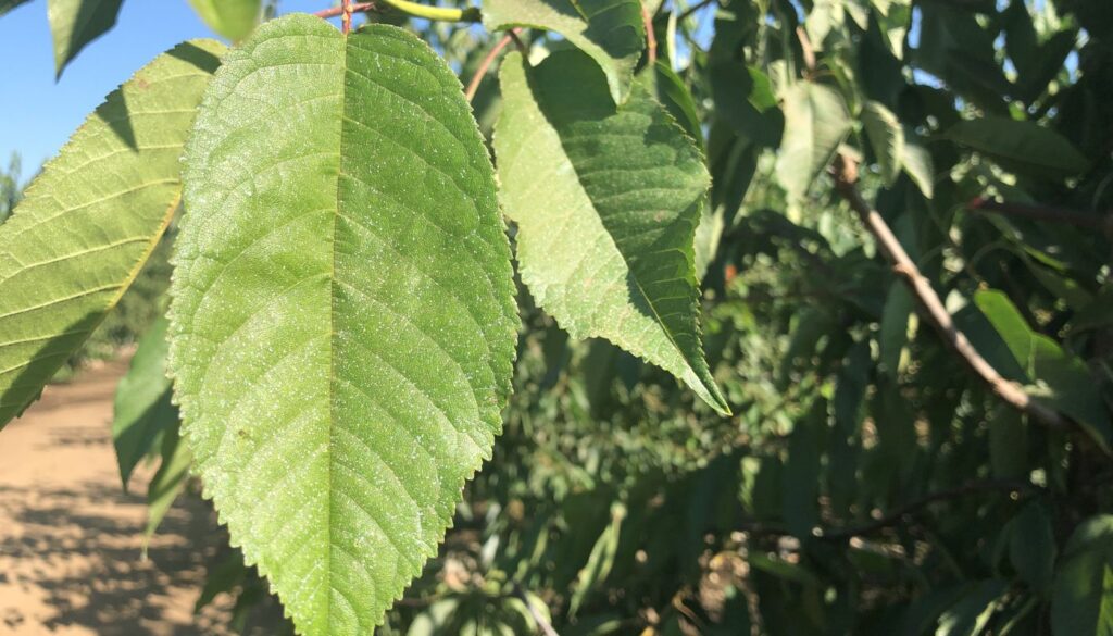 Bloqueadores solares cerezo