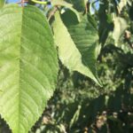 Bloqueadores solares cerezo