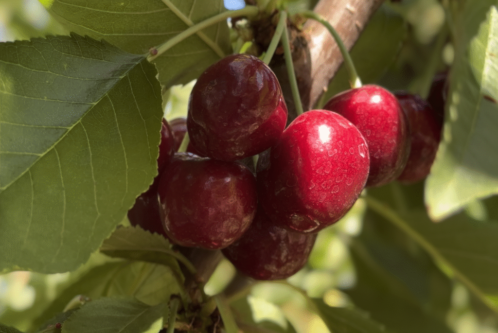 Captura de pantalla 2025-12-10 a la(s) 3.23.25 p.m