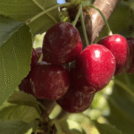 Captura de pantalla 2025-12-10 a la(s) 3.23.25 p.m.