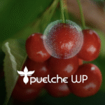 Captura de pantalla 2025-12-29 a la(s) 12.49.20 p.m.