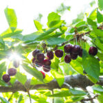 Ripe cherries on a tree branch