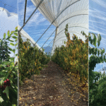 PIEZAS SMARTCHERRRY_1 1200x600-03