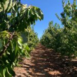 WhatsApp Image 2025-03-04 at 12.16.20 (1)