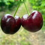 WhatsApp Image 2025-12-18 at 10.32.32