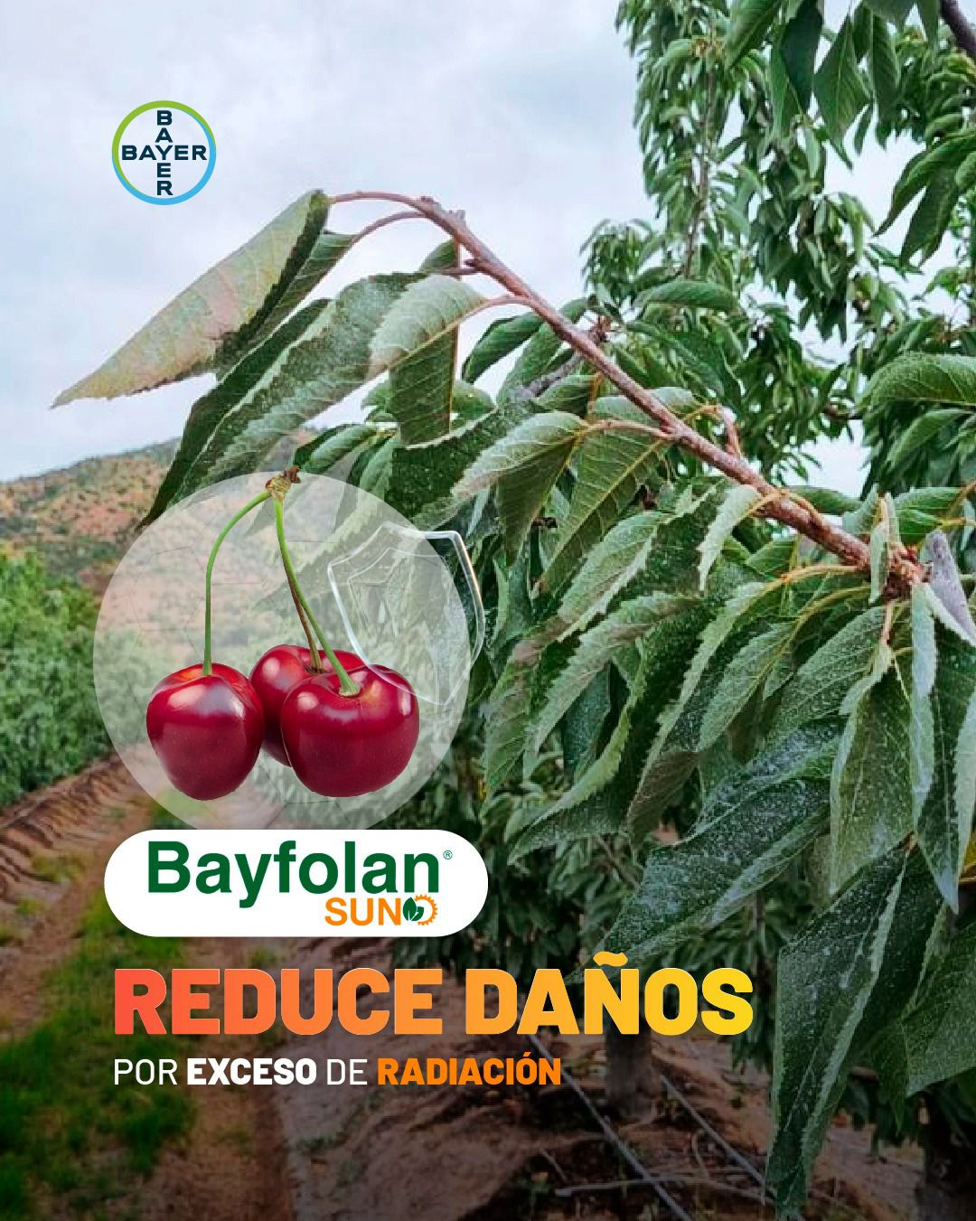 WhatsApp Image 2025-12-22 at 18.39