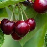 Diseño sin título (13)