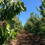 Huerto_cerezo (3)