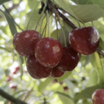 Captura de pantalla 2026-02-02 a la(s) 3.10.06 p.m.