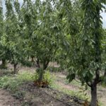 Huerto_cerezo (4)