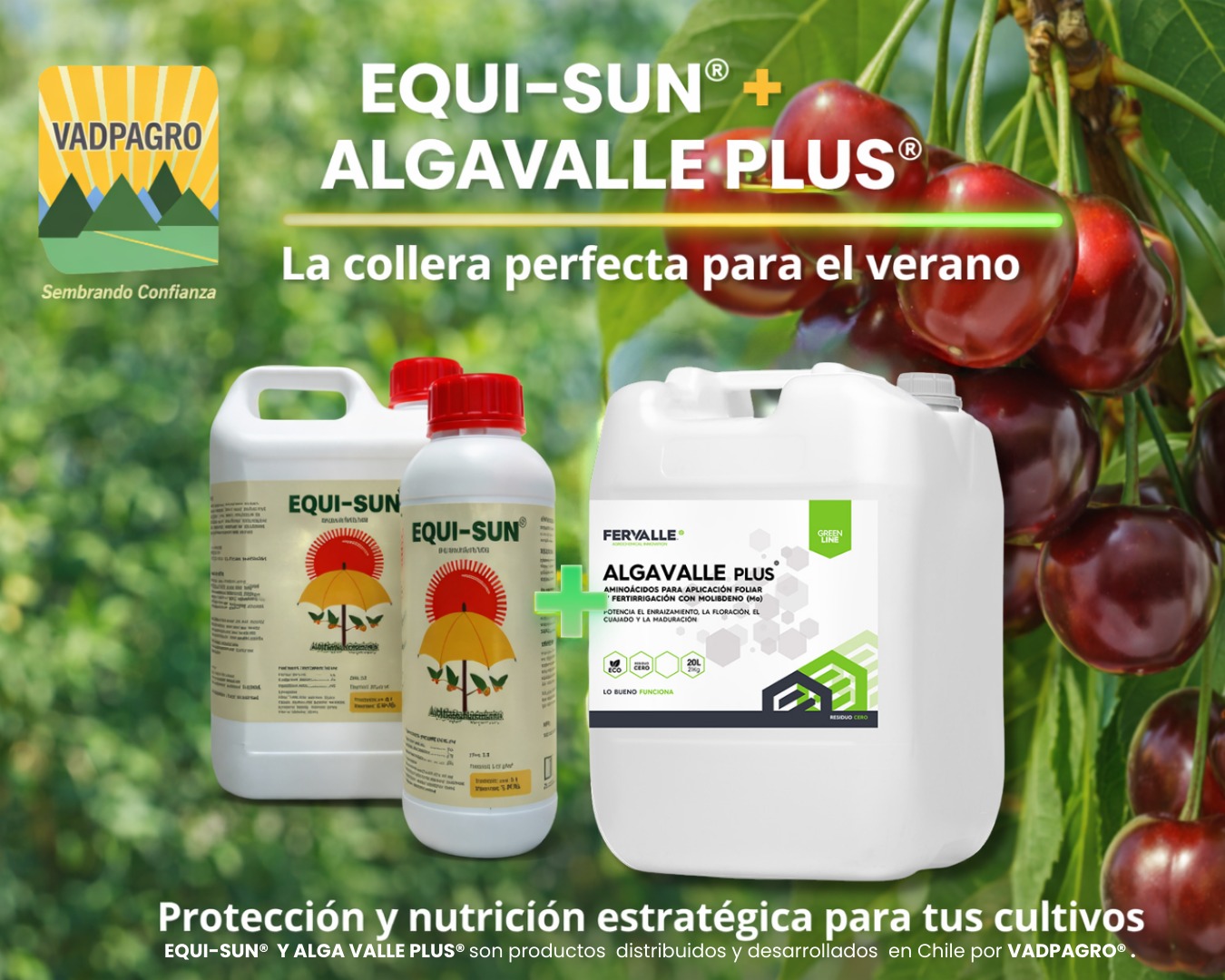 WhatsApp Image 2026-02-03 at 15.16