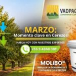 IMAGEN ARTICULO SMARTCHERRY 19 MARZO(600 x 300 px)